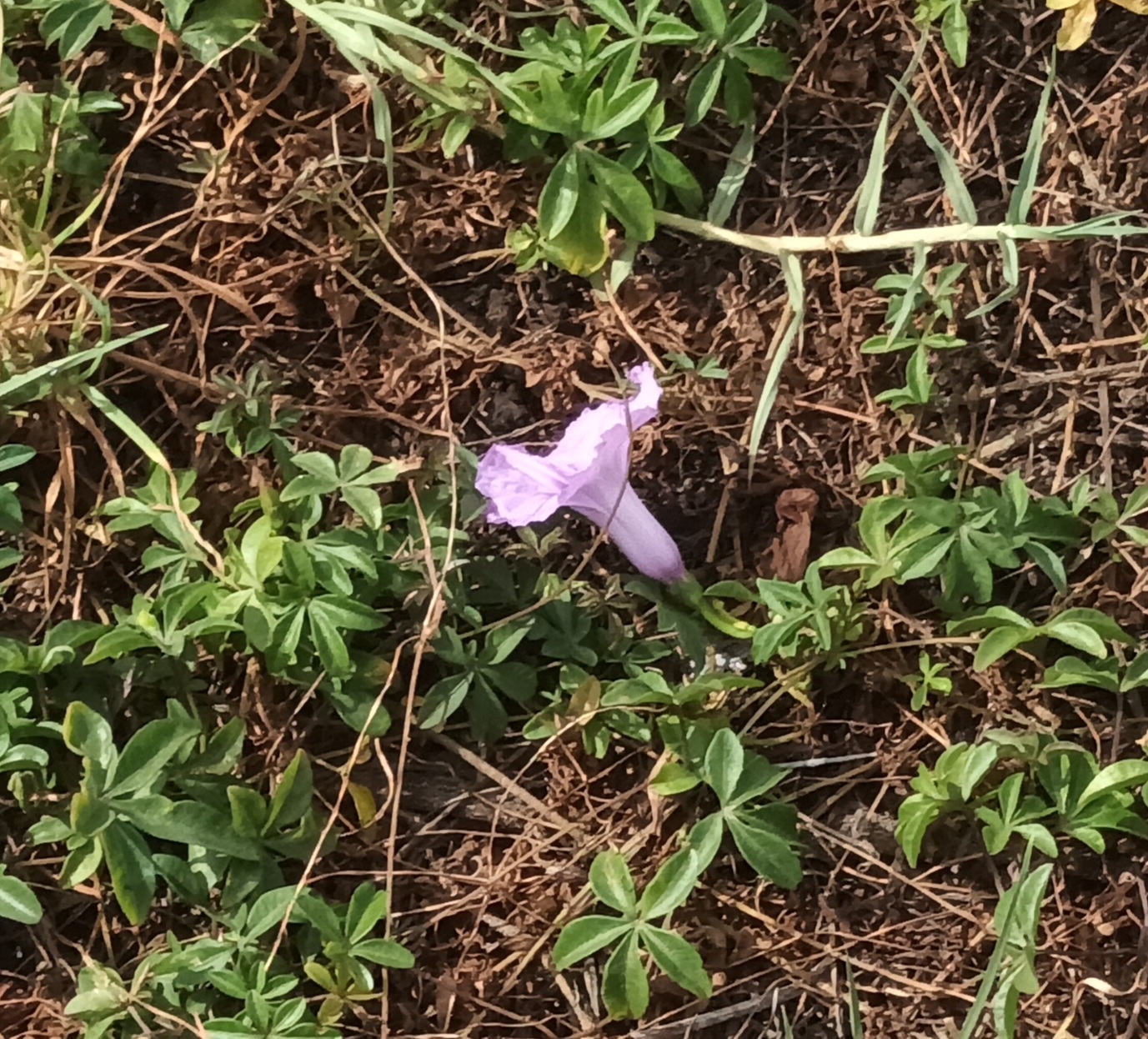 Campanilla palmeada