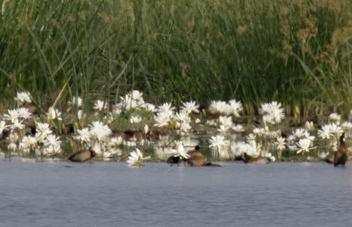 Egyptian white water-lily
