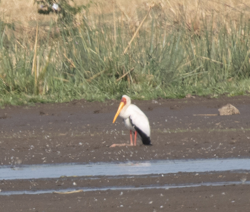Yellow-billed Stork