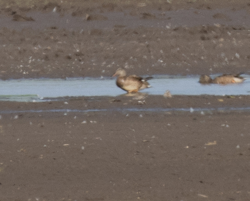 Gadwall