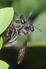 Sphiximorpha barbipes