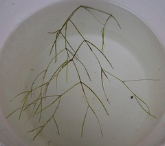 Potamogeton trichoides