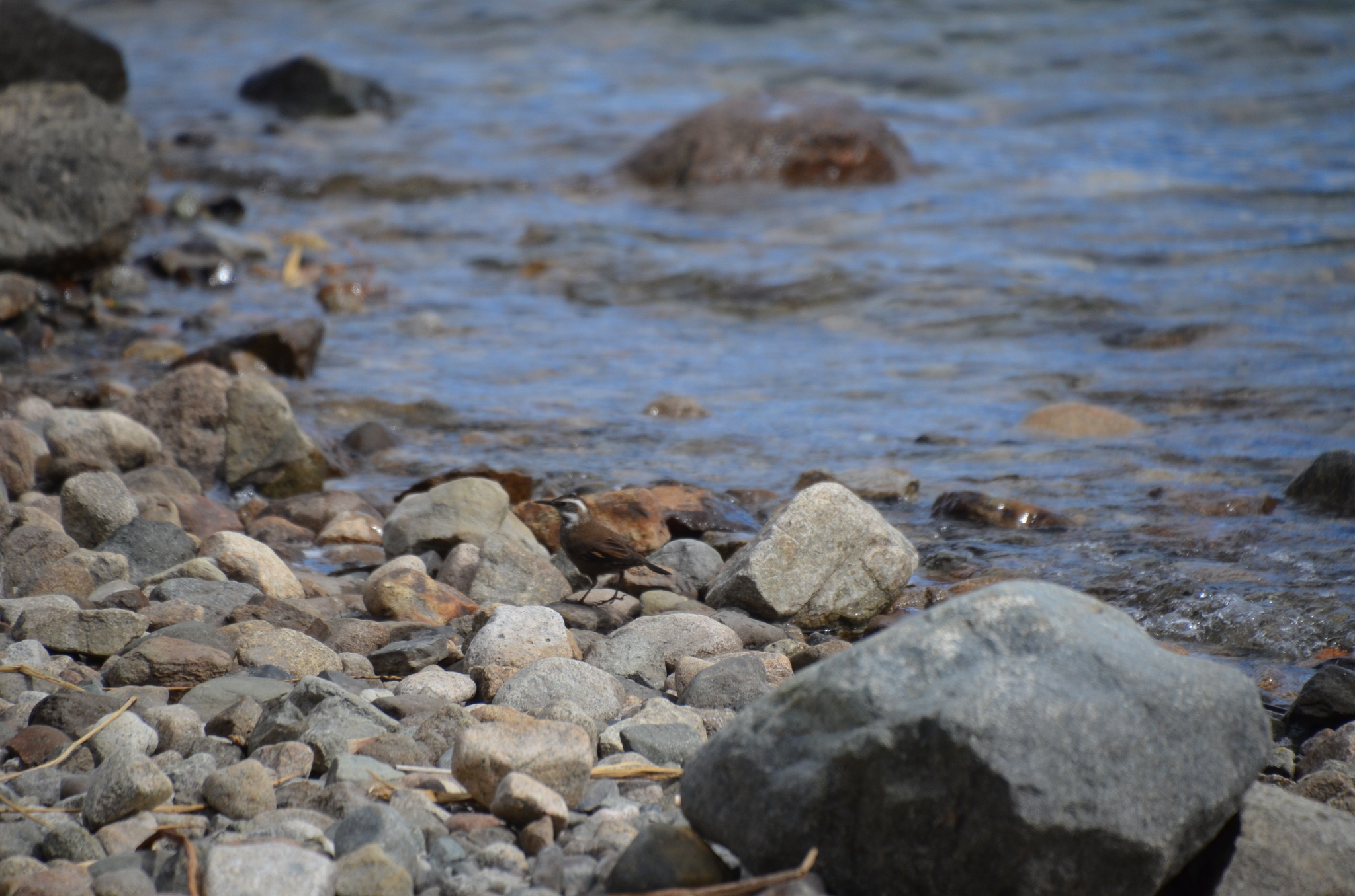 Dark-bellied Cinclodes (Cinclodes patagonicus), photo 8