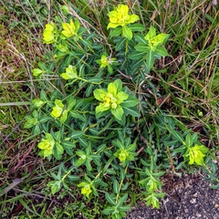 Helioscopia
