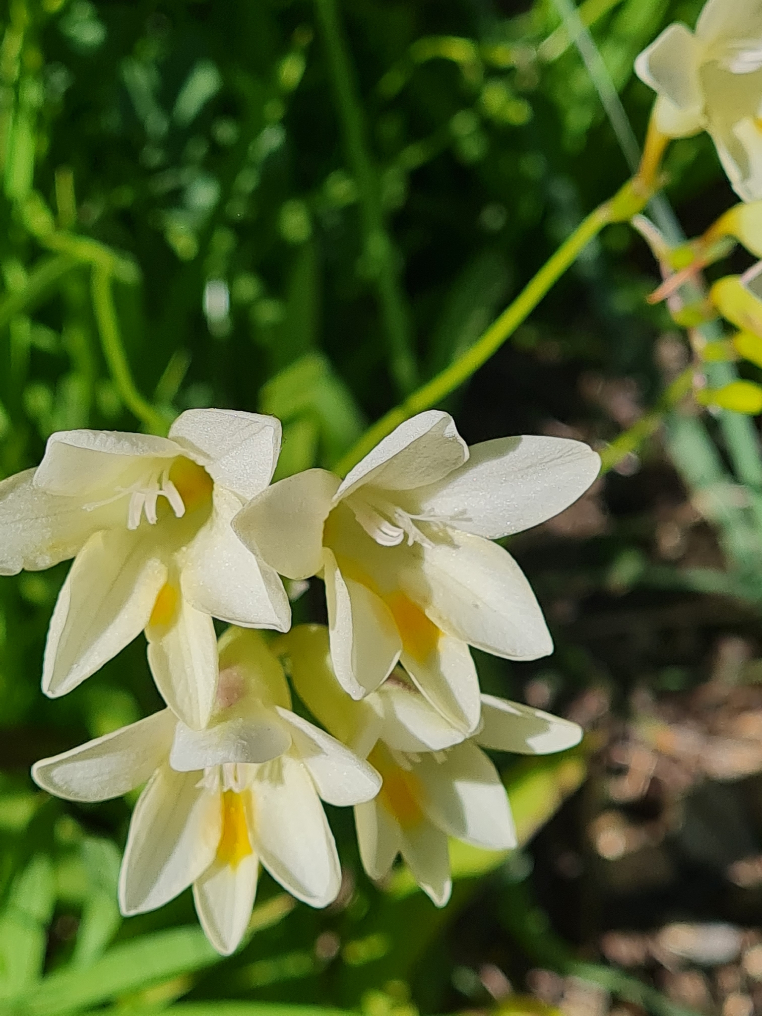 Freesia
