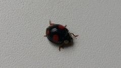 Harmonia axyridis