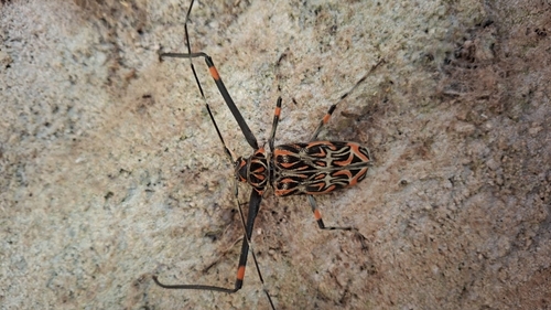 Harlequin Beetle