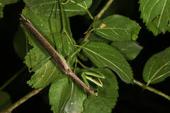 Coptopteryx thoracica