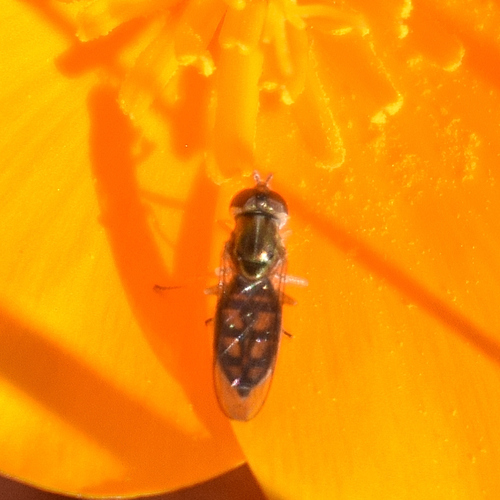 Unknown species found near Santa Teresa County Park, CA, USA