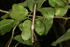 Coptopteryx thoracica