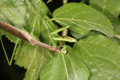 Coptopteryx thoracica