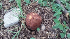 Prosopanche americana