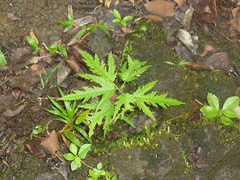 Ficus lateriflora image