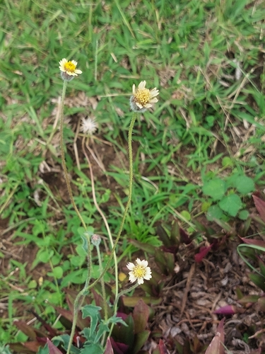 Tridax Daisy