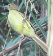 Chlorocichla flaviventris flaviventris