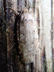 Agonopterix ciliella