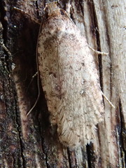 Agonopterix ciliella
