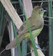 Chlorocichla flaviventris flaviventris