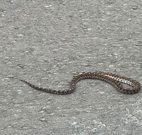 Günther's False Fer-de-lance