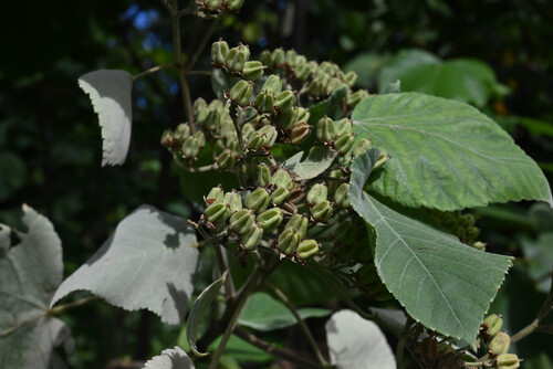 Melochia umbellata, photograph 3