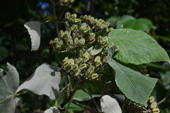 Melochia umbellata, photograph (c) Anders Hastings, some rights reserved (CC BY)