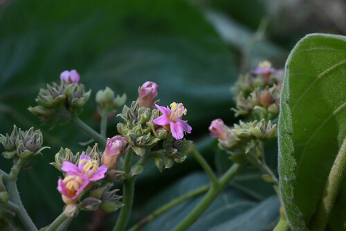toilet paper tree (Melochia umbellata)