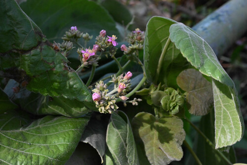 Melochia umbellata