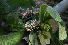 Melochia umbellata
