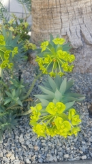 Myrsiniteae