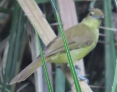 Chlorocichla flaviventris flaviventris