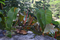 Blushing Philodendron (Philodendron erubescens)