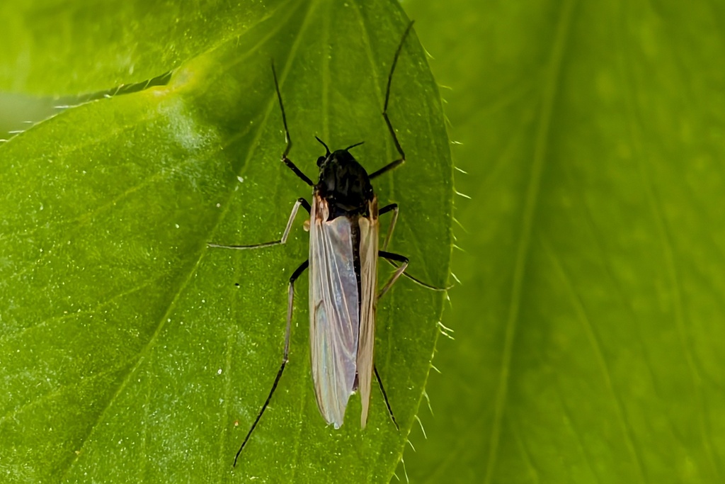 Non-biting Midges from 中国上海市徐汇区华泾公园 邮政编码: 200231 on February 23, 2026 ...