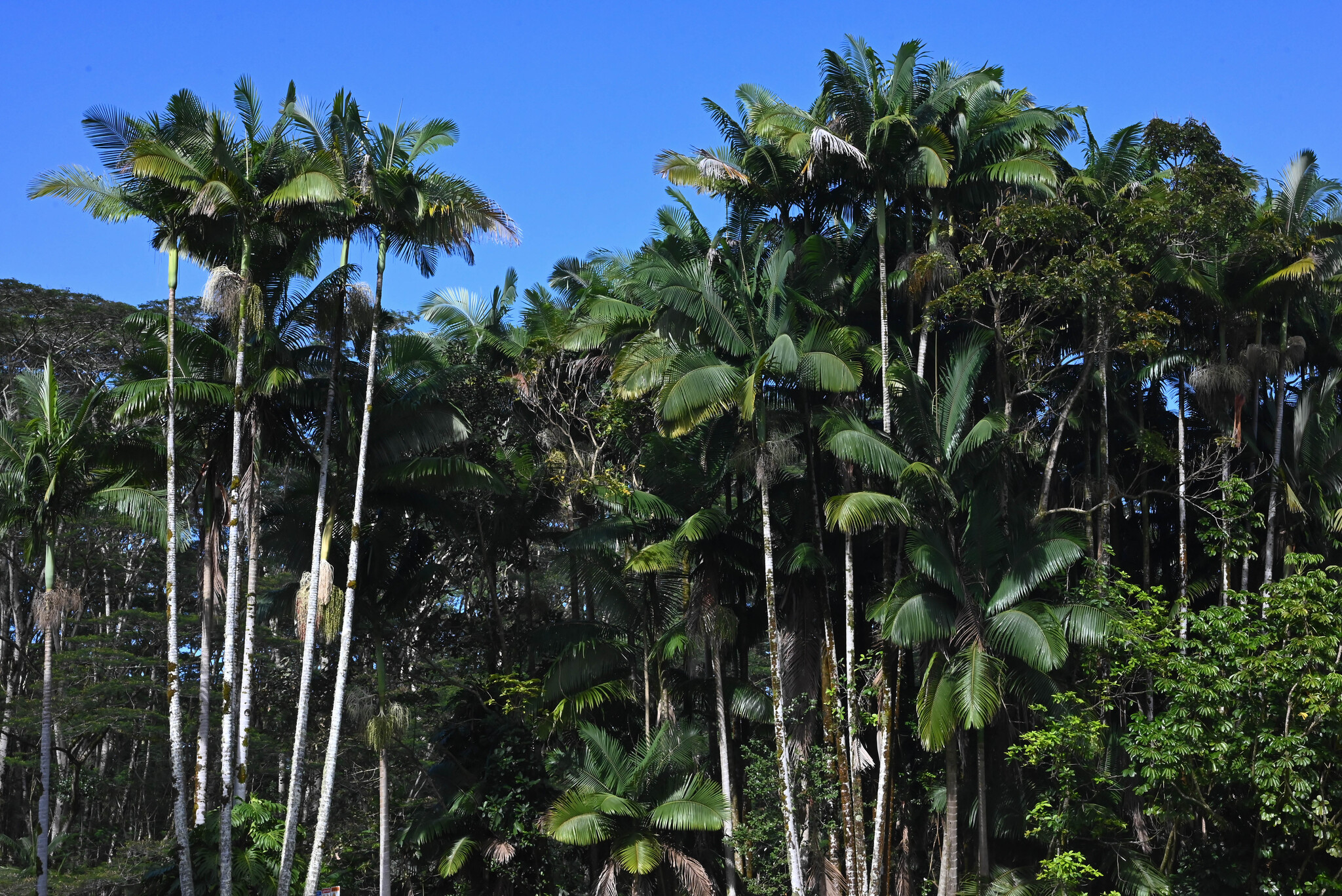 Alexandra Palm (Archontophoenix alexandrae)
