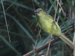 Chlorocichla flaviventris flaviventris