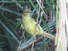 Chlorocichla flaviventris flaviventris