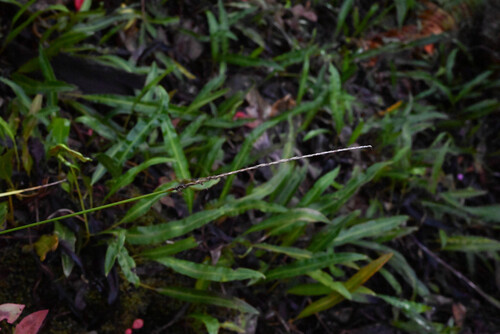Carex uncinata observed 2026-02-17