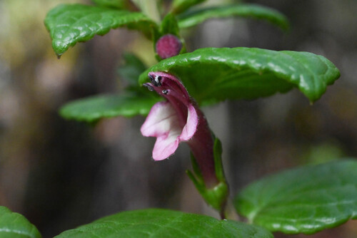 Ma'ohi'ohi (Stenogyne calaminthoides)