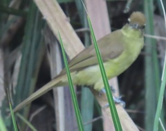 Chlorocichla flaviventris flaviventris