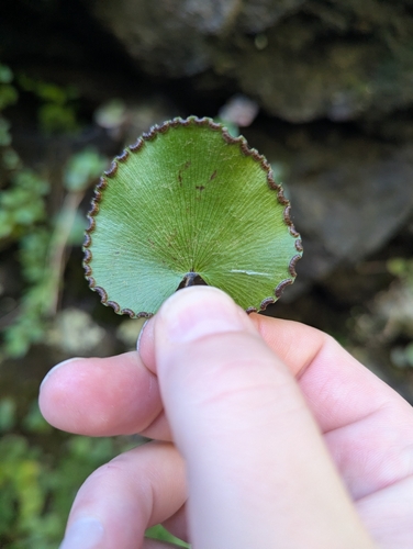 Adiantum reniforme (Adiantum reniforme)