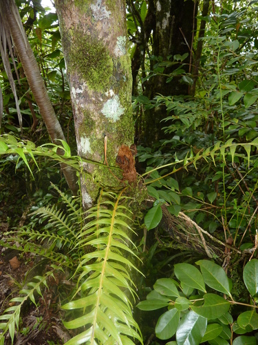 Lomaridium attenuatum image