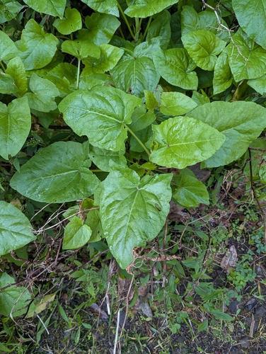 Madeira sorrel (Rumex maderensis)
