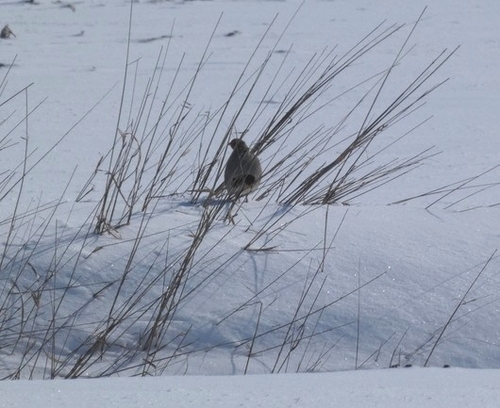 Gray Partridge