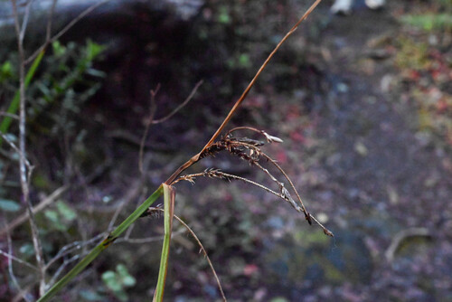 Carex alligata observed 2026-02-17