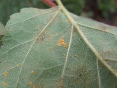 Melampsoridium betulinum