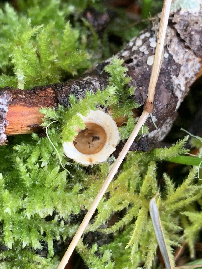Nidula niveotomentosa · February 2026 · photo: © davidbroadland (iNaturalist, cc0)