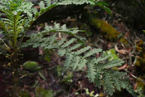 Cyanea shipmanii, photograph 2