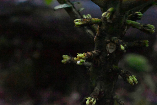 Cyanea shipmanii