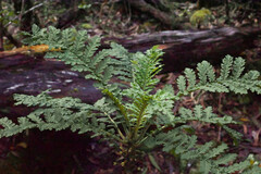 Cyanea shipmanii, photograph (c) Anders Hastings, some rights reserved (CC BY)
