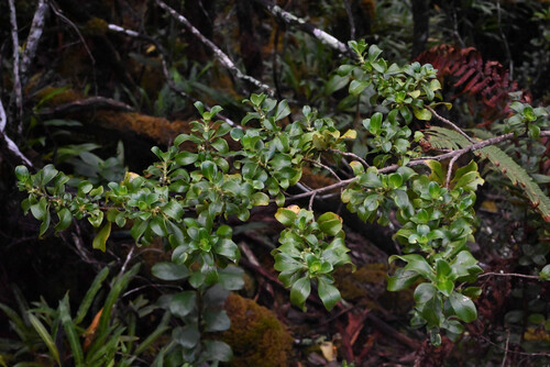 Maui mirrorplant (Coprosma ochracea)