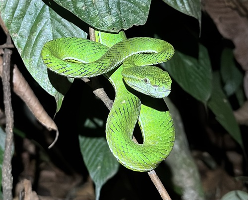 Trimeresurus hageni